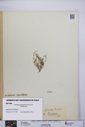 Pectocarya linearis [Espécimen: UCH:SQF:0007058]