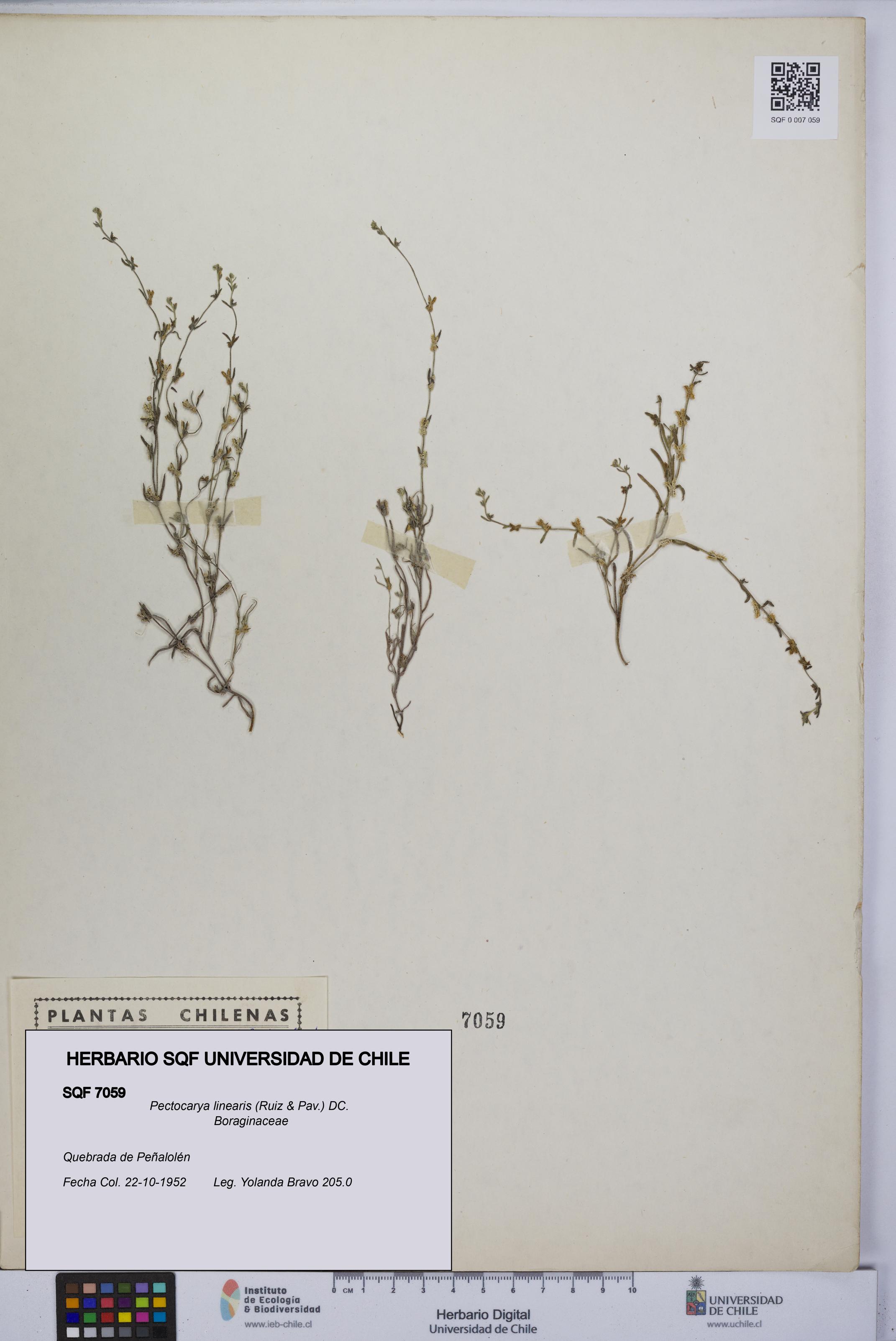 Pectocarya linearis [Espécimen: UCH:SQF:0007059]