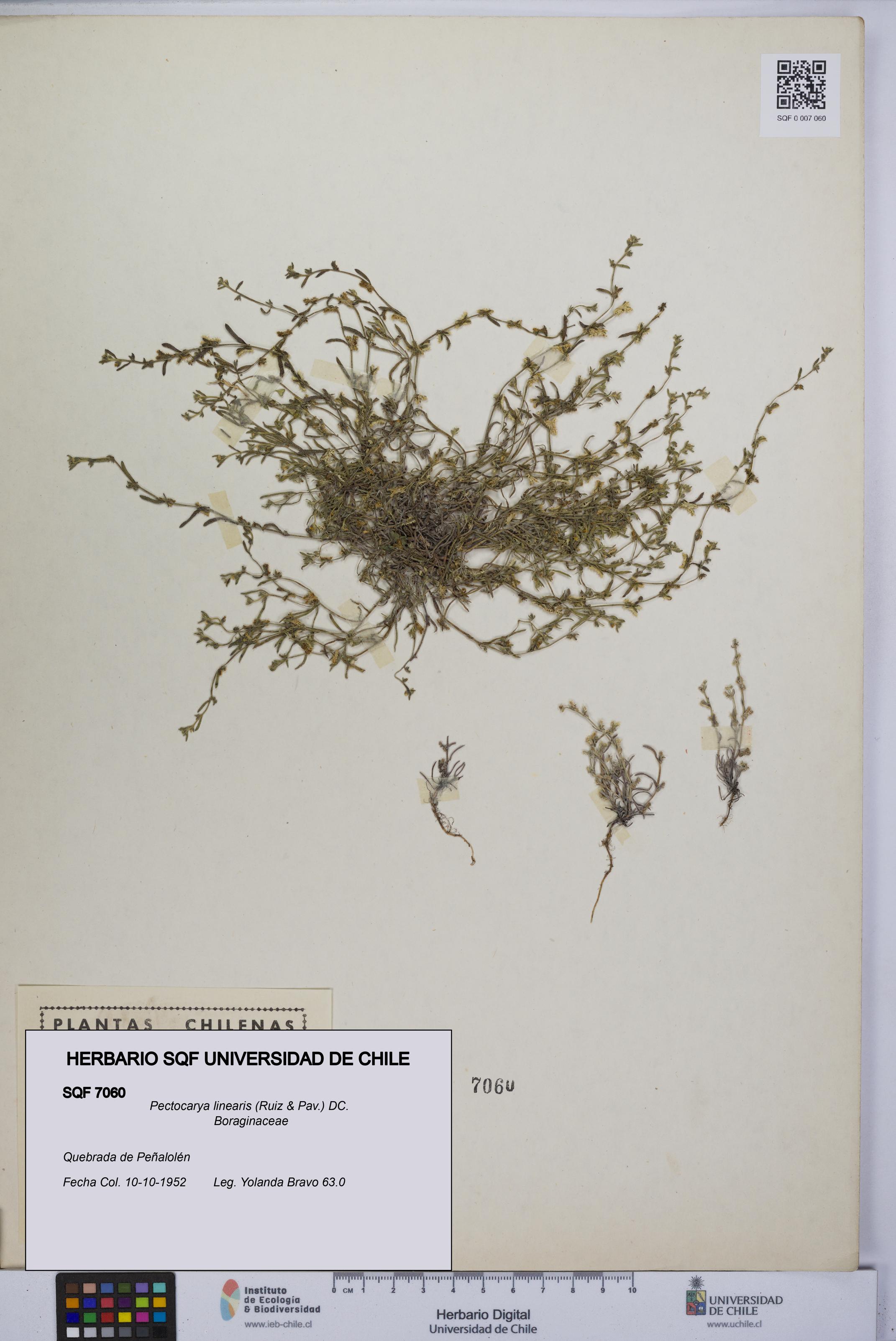 Pectocarya linearis [Espécimen: UCH:SQF:0007060]