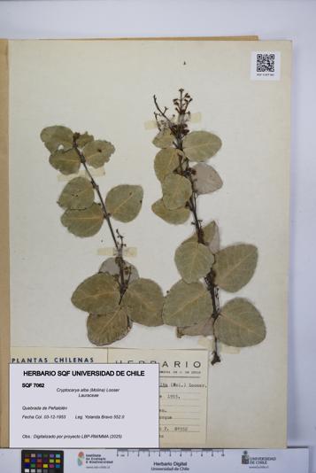 Cryptocarya alba [Espécimen: UCH:SQF:0007062]