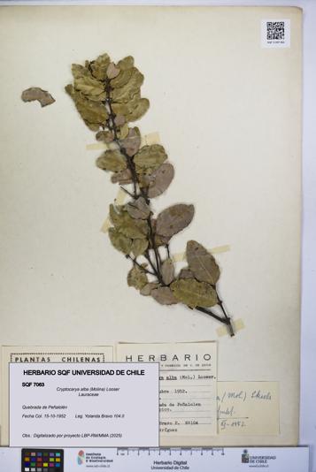 Cryptocarya alba [Espécimen: UCH:SQF:0007063]