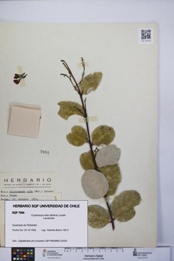 Cryptocarya alba [Espécimen: UCH:SQF:0007064]