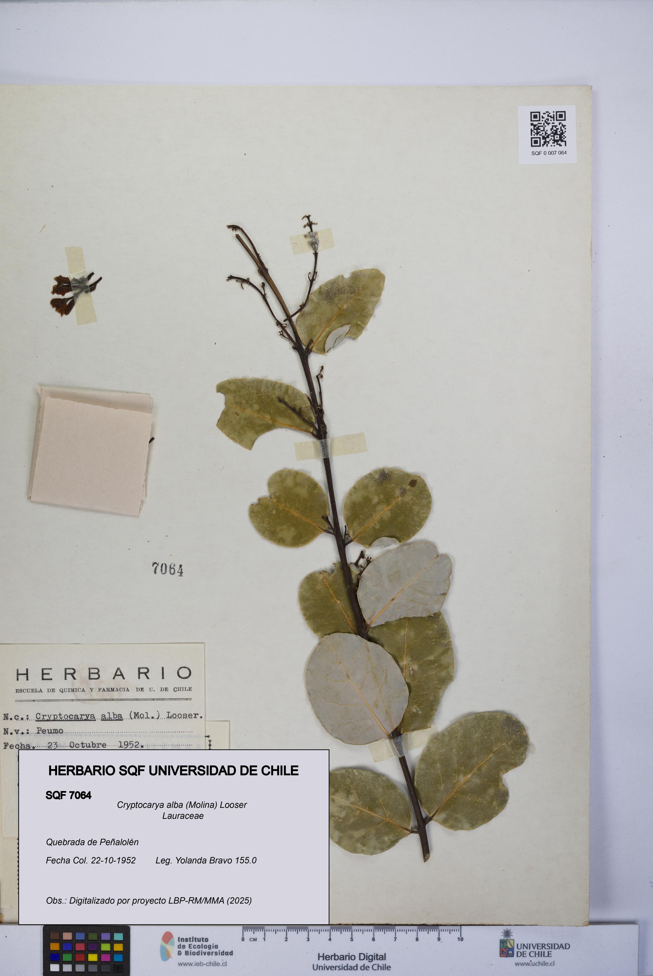 Cryptocarya alba [Espécimen: UCH:SQF:0007064]