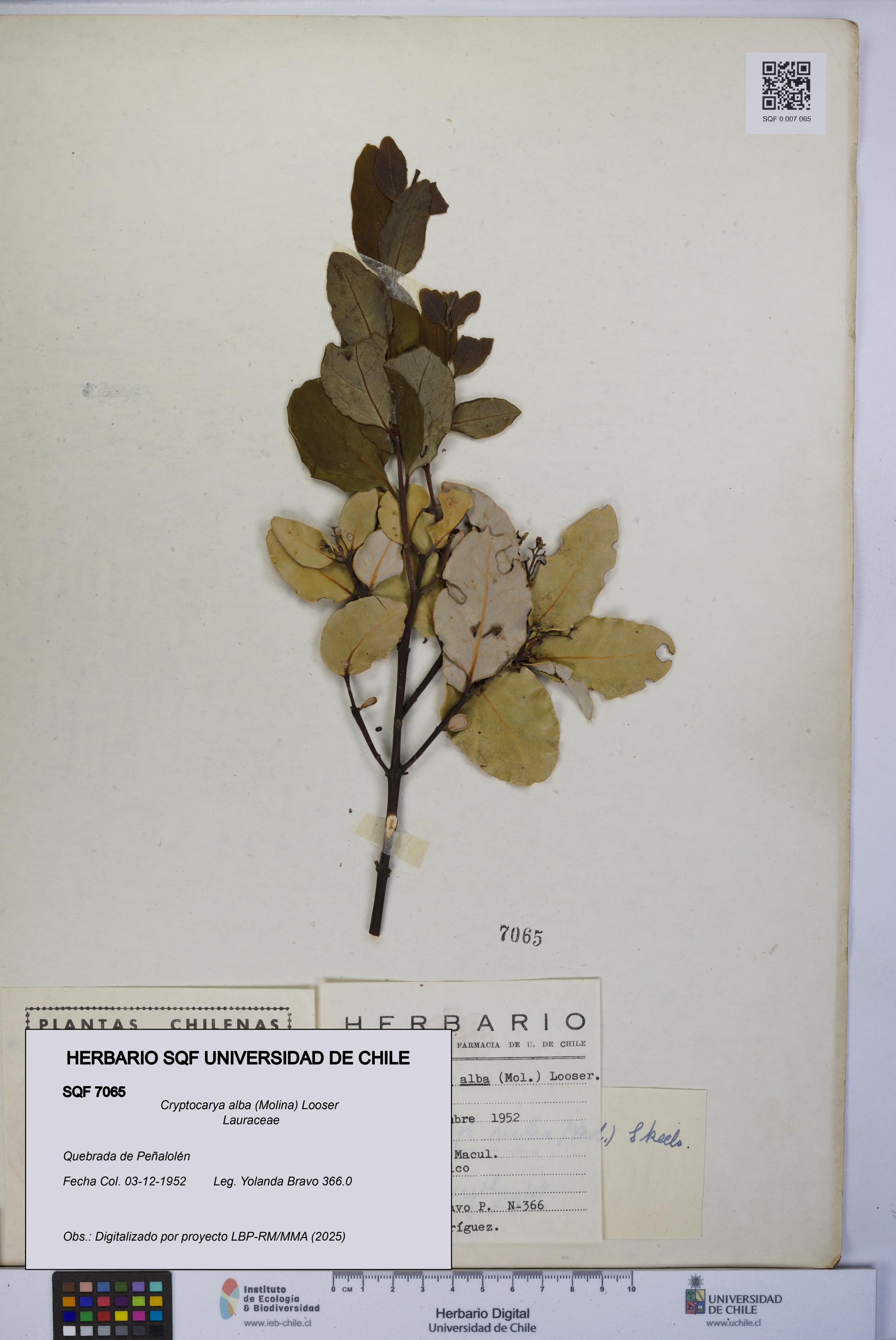 Cryptocarya alba [Espécimen: UCH:SQF:0007065]