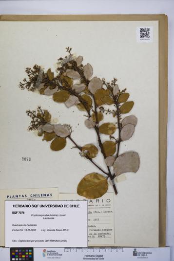 Cryptocarya alba [Espécimen: UCH:SQF:0007076]