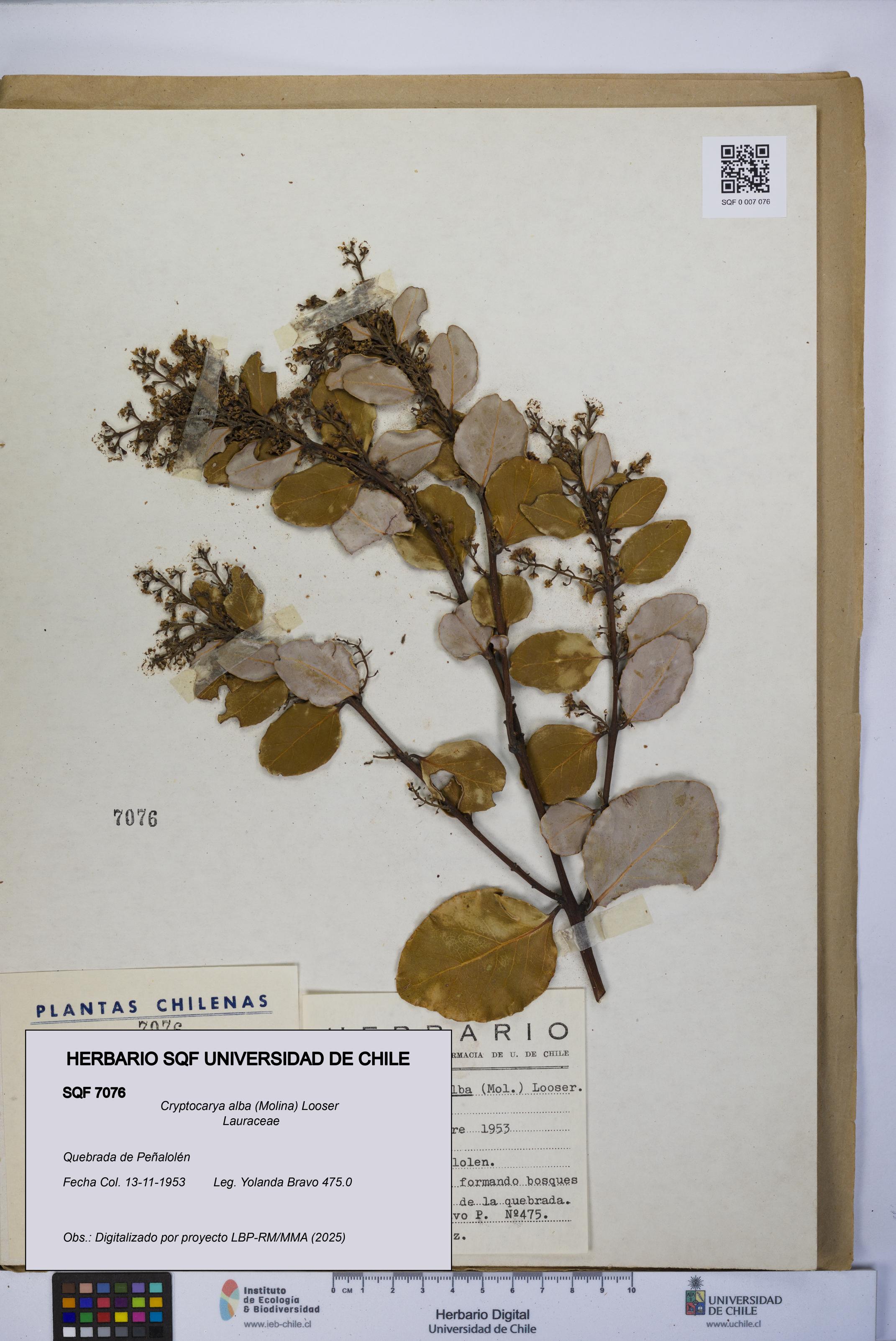 Cryptocarya alba [Espécimen: UCH:SQF:0007076]