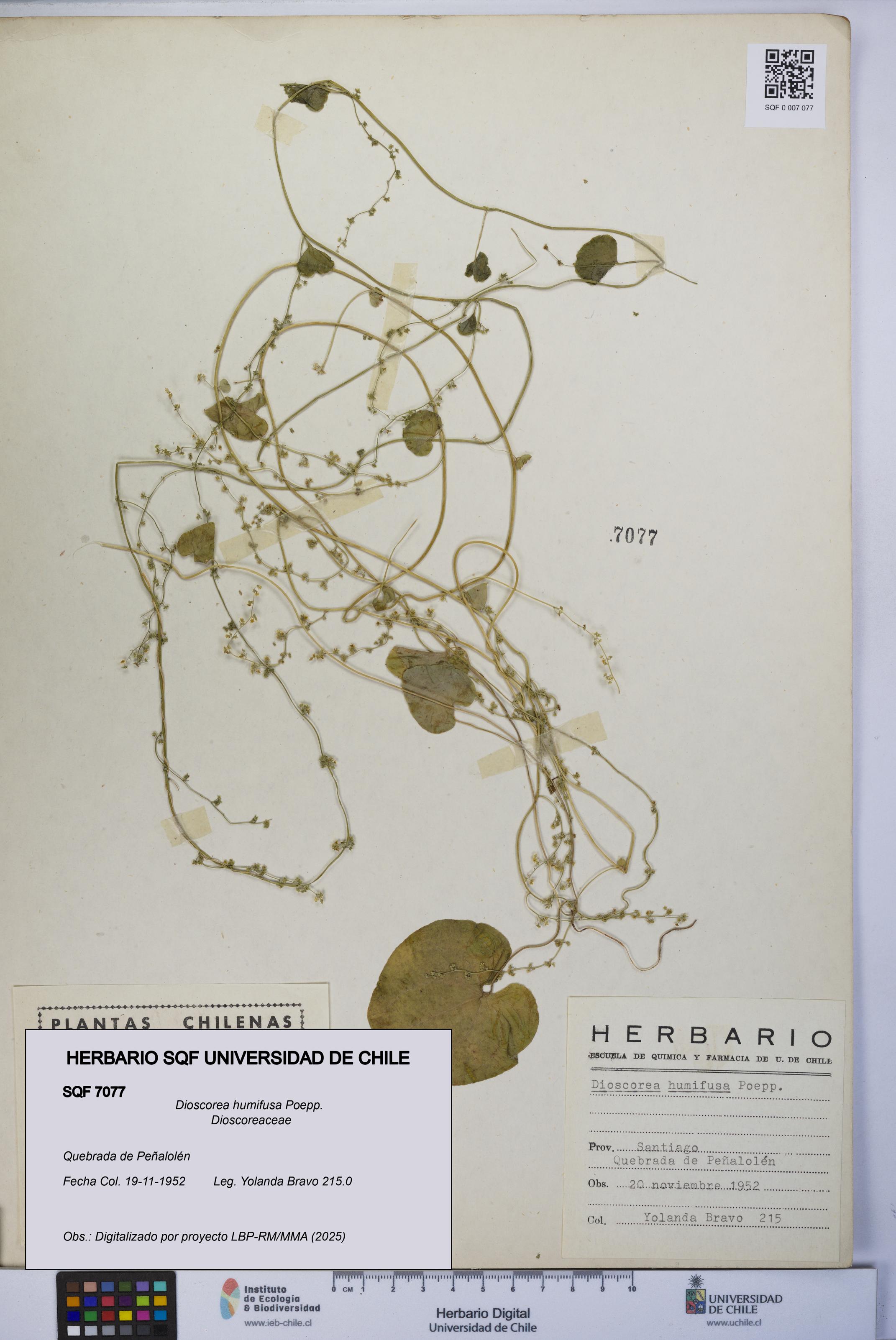 Dioscorea humifusa [Espécimen: UCH:SQF:0007077]