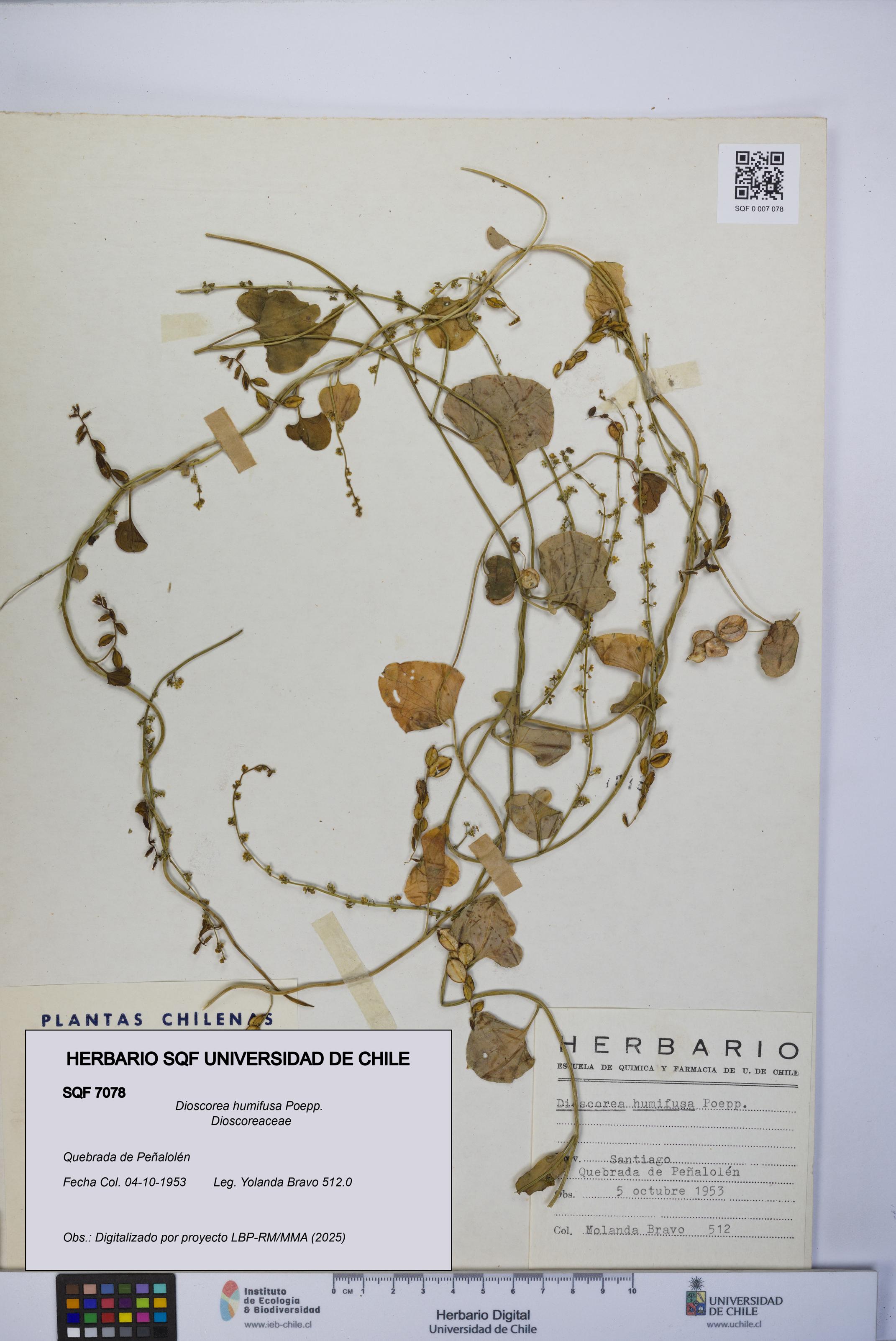 Dioscorea humifusa [Espécimen: UCH:SQF:0007078]