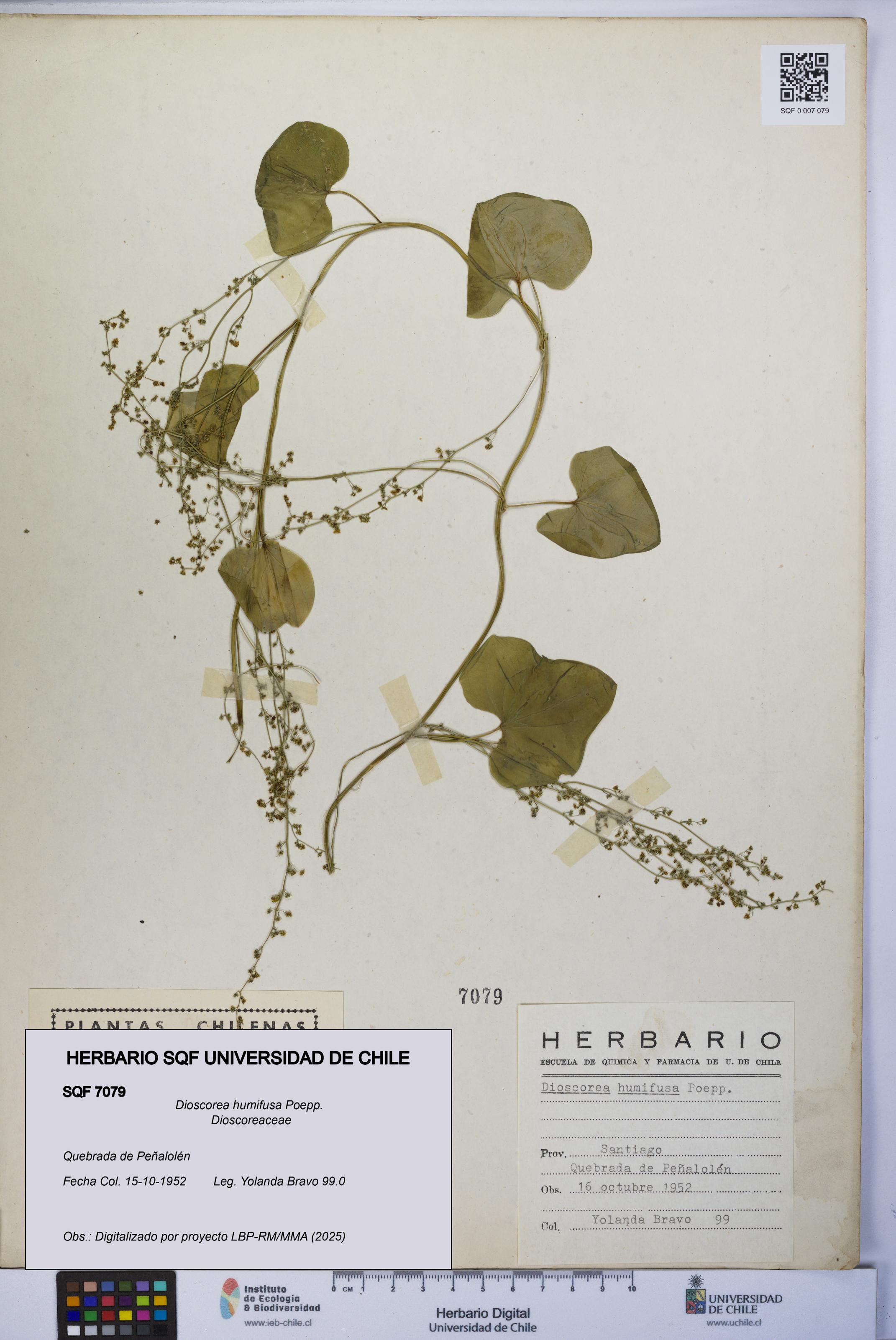 Dioscorea humifusa [Espécimen: UCH:SQF:0007079]