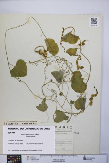Dioscorea humifusa [Espécimen: UCH:SQF:0007080]