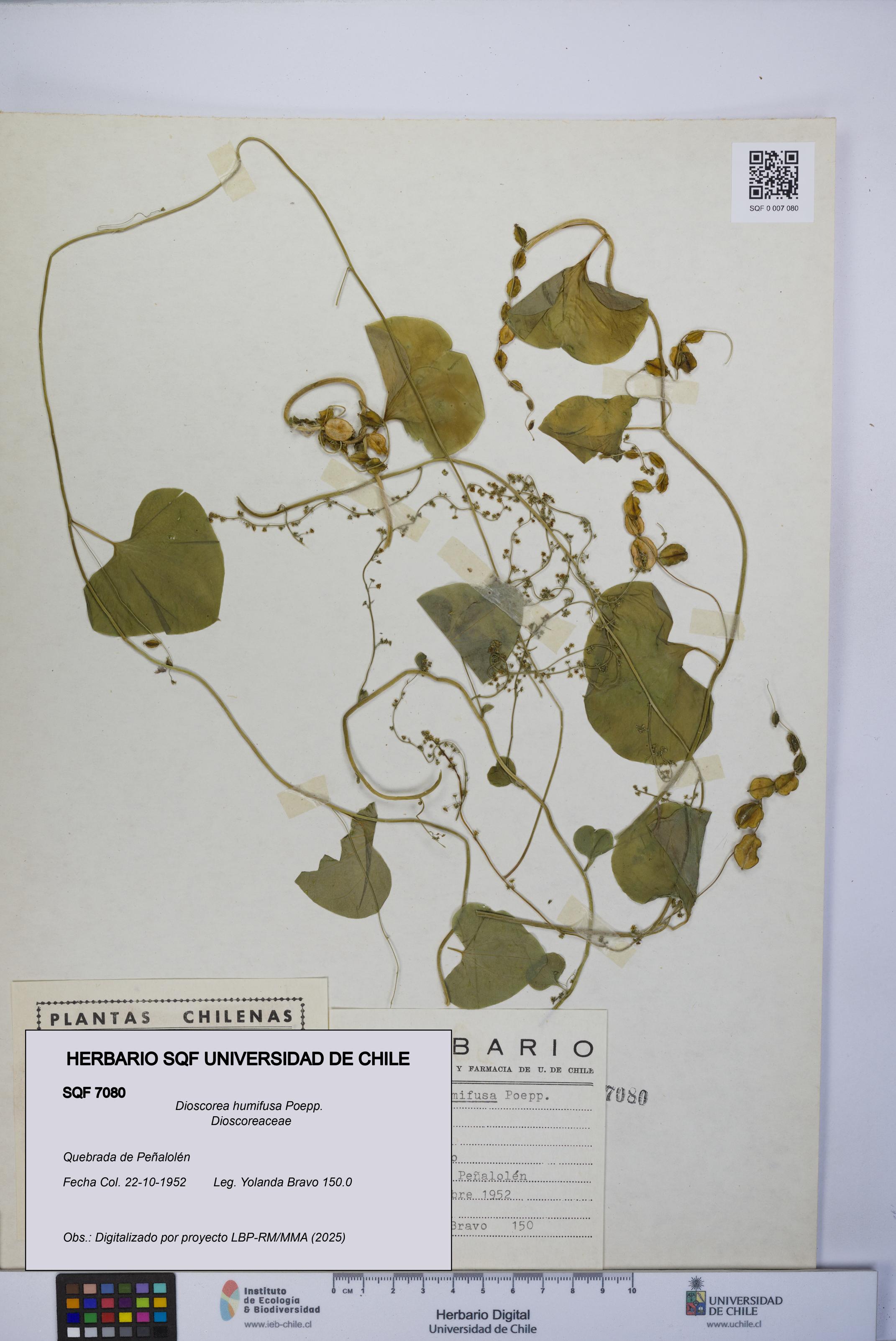 Dioscorea humifusa [Espécimen: UCH:SQF:0007080]