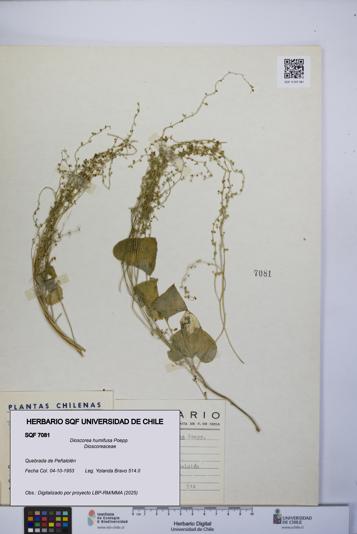 Dioscorea humifusa [Espécimen: UCH:SQF:0007081]
