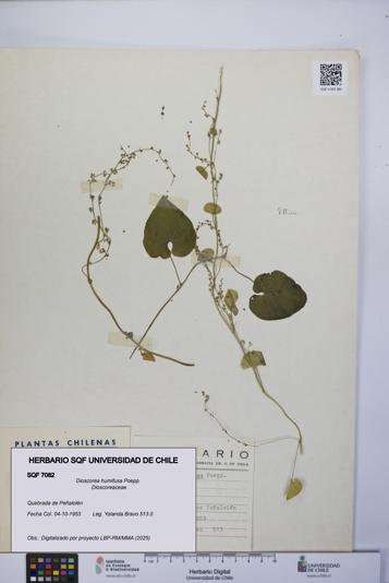 Dioscorea humifusa [Espécimen: UCH:SQF:0007082]