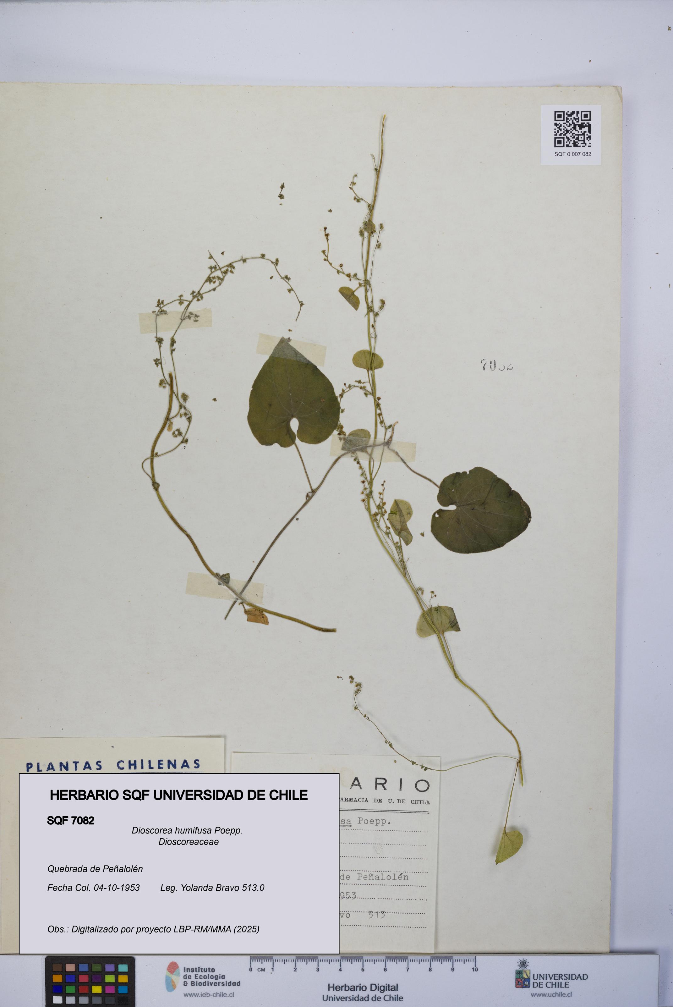 Dioscorea humifusa [Espécimen: UCH:SQF:0007082]