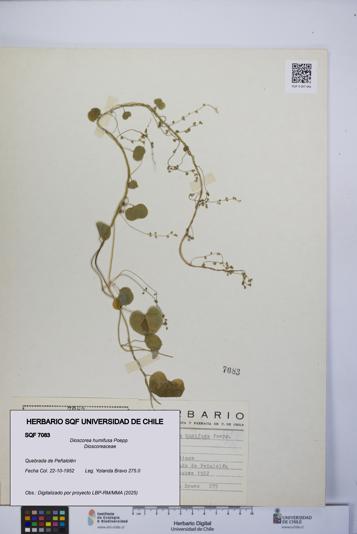 Dioscorea humifusa [Espécimen: UCH:SQF:0007083]