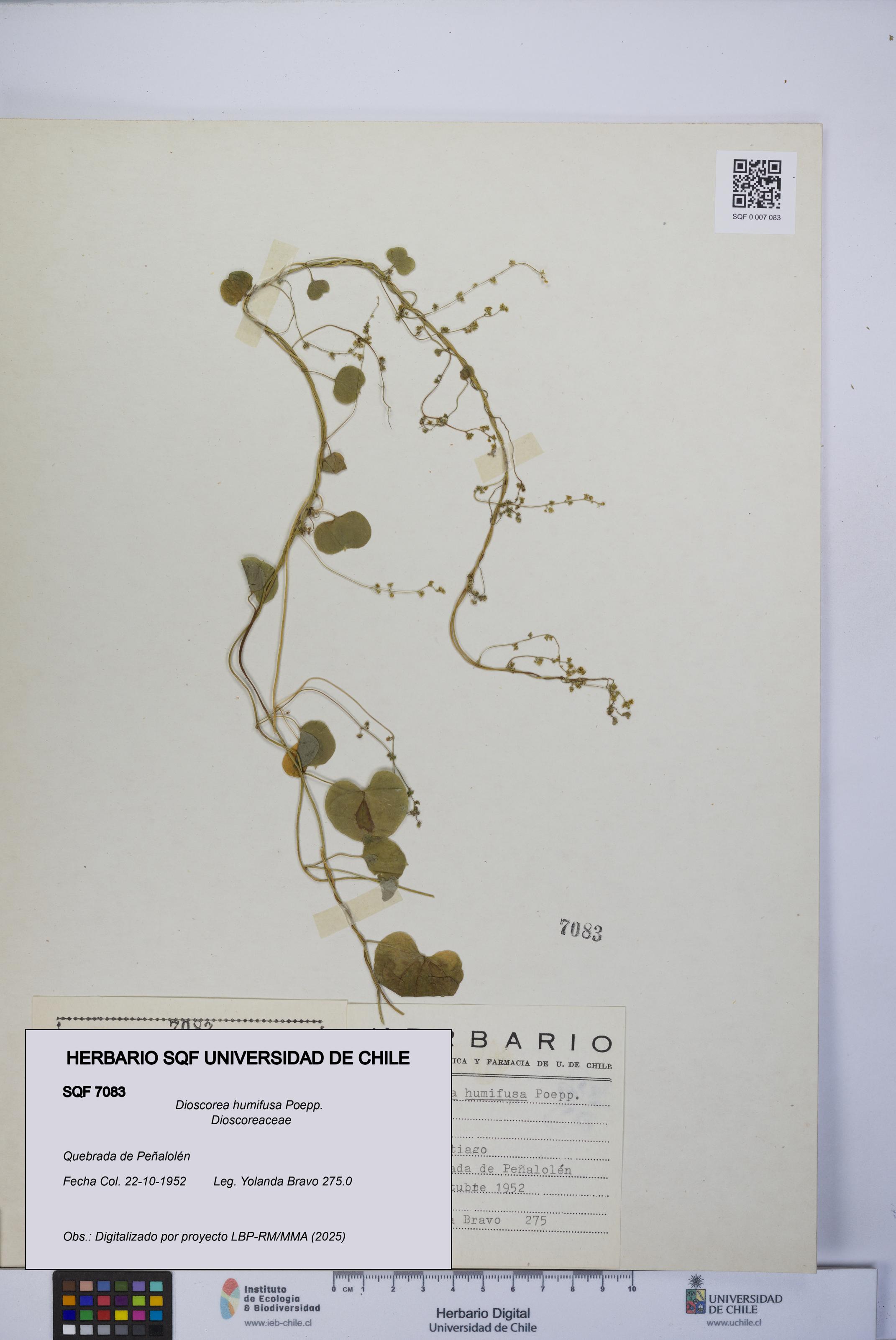 Dioscorea humifusa [Espécimen: UCH:SQF:0007083]