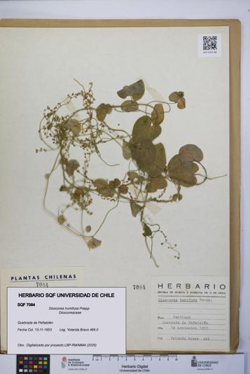 Dioscorea humifusa [Espécimen: UCH:SQF:0007084]