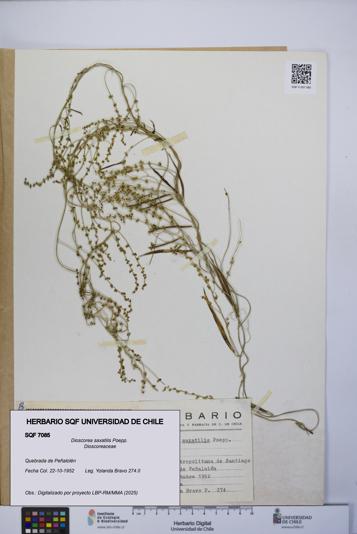 Dioscorea saxatilis [Espécimen: UCH:SQF:0007085]