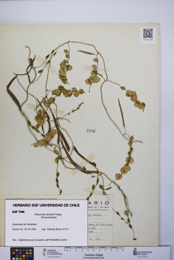 Dioscorea saxatilis [Espécimen: UCH:SQF:0007086]