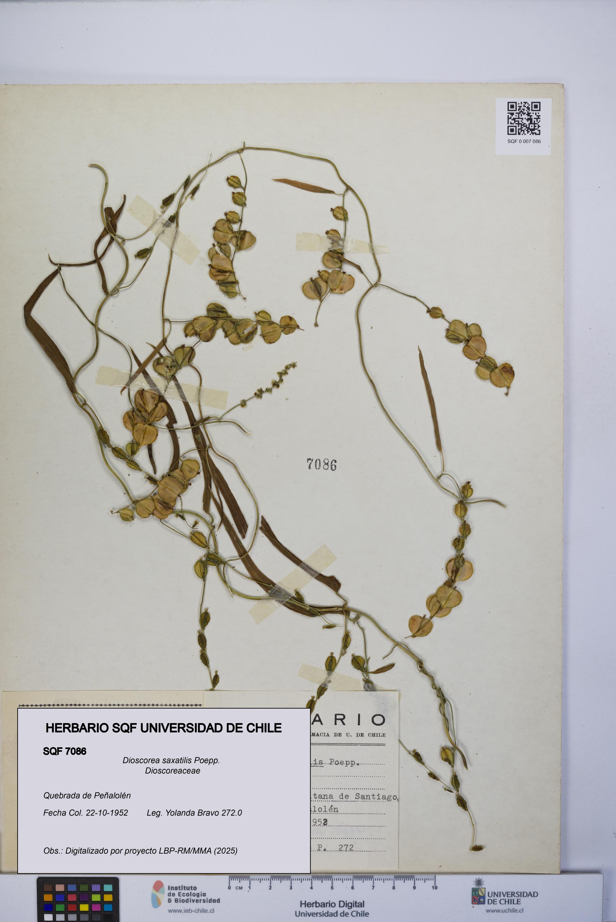 Dioscorea saxatilis [Espécimen: UCH:SQF:0007086]