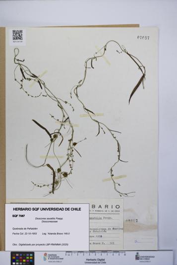 Dioscorea saxatilis [Espécimen: UCH:SQF:0007087]