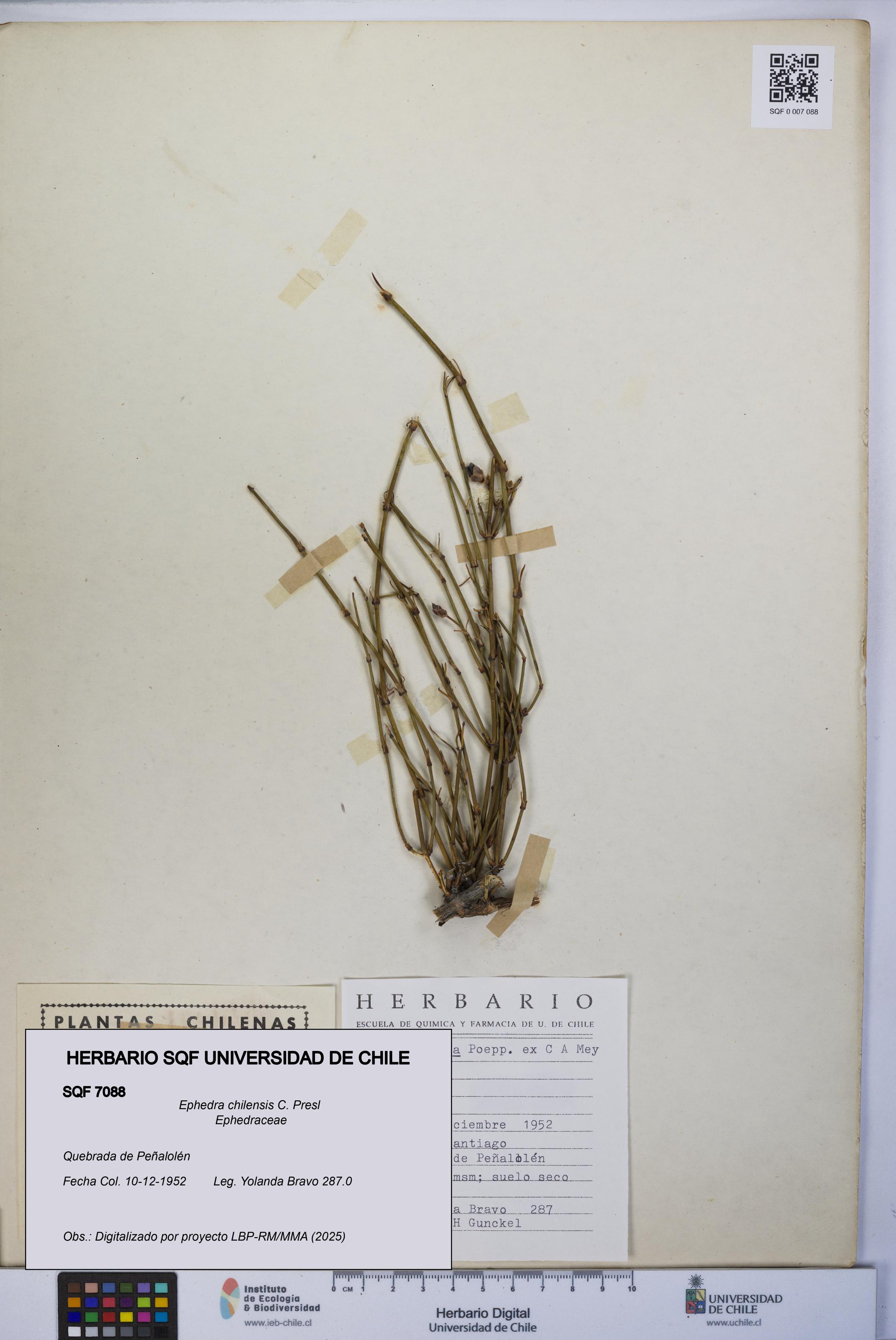 Ephedra chilensis [Espécimen: UCH:SQF:0007088]