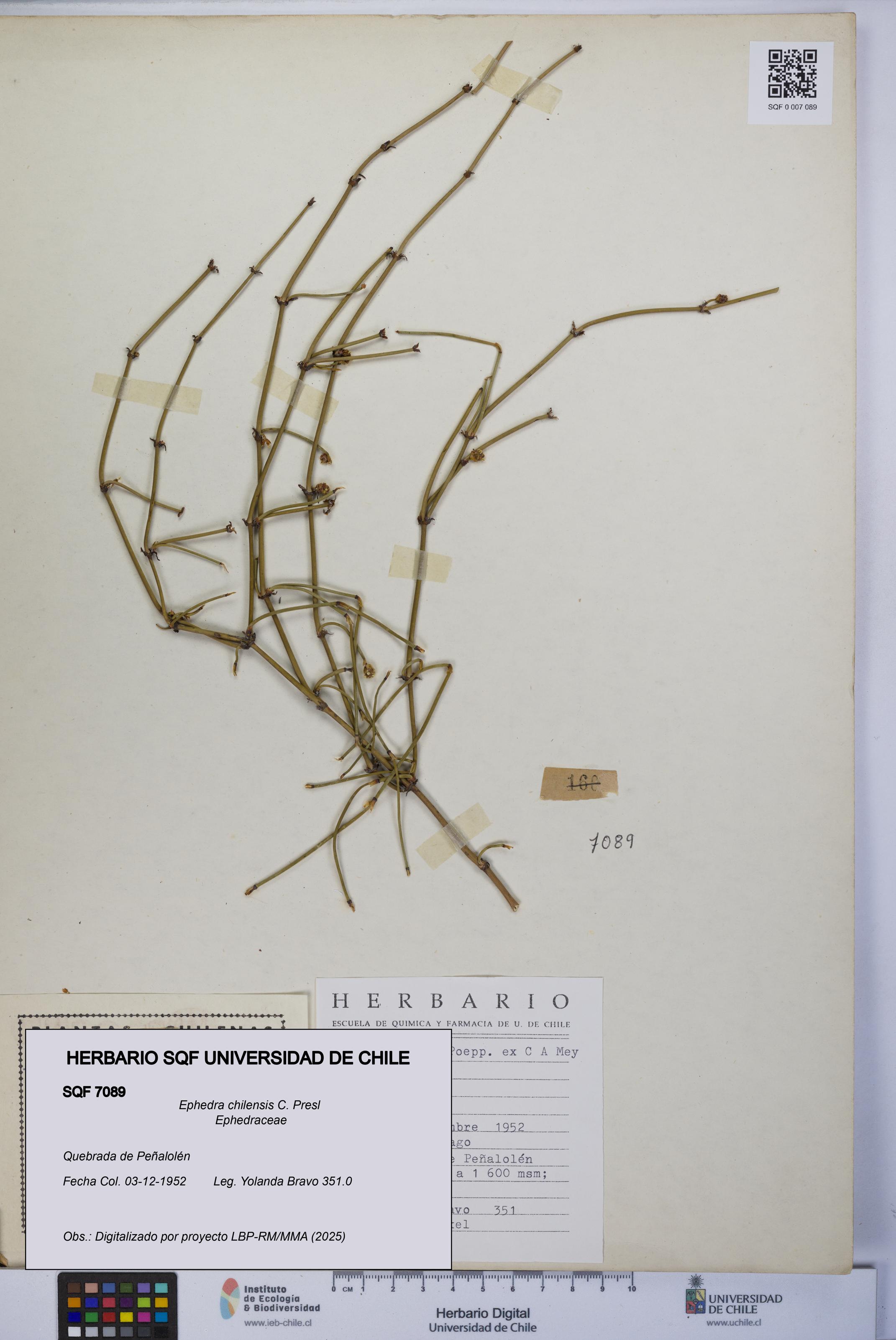 Ephedra chilensis [Espécimen: UCH:SQF:0007089]