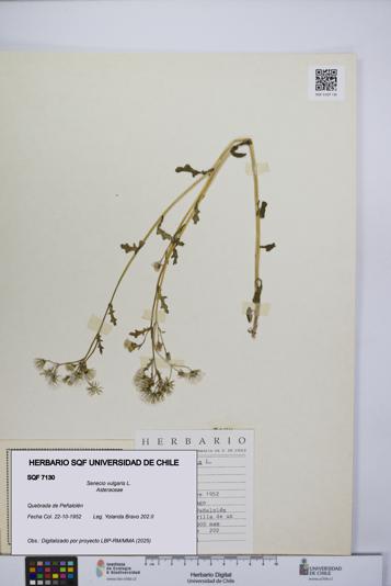 Senecio vulgaris [Espécimen: UCH:SQF:0007130]
