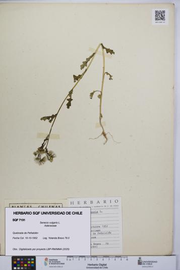 Senecio vulgaris [Espécimen: UCH:SQF:0007131]
