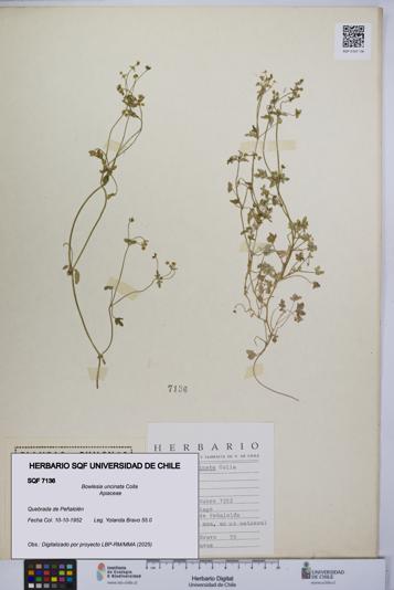 Bowlesia uncinata [Espécimen: UCH:SQF:0007136]