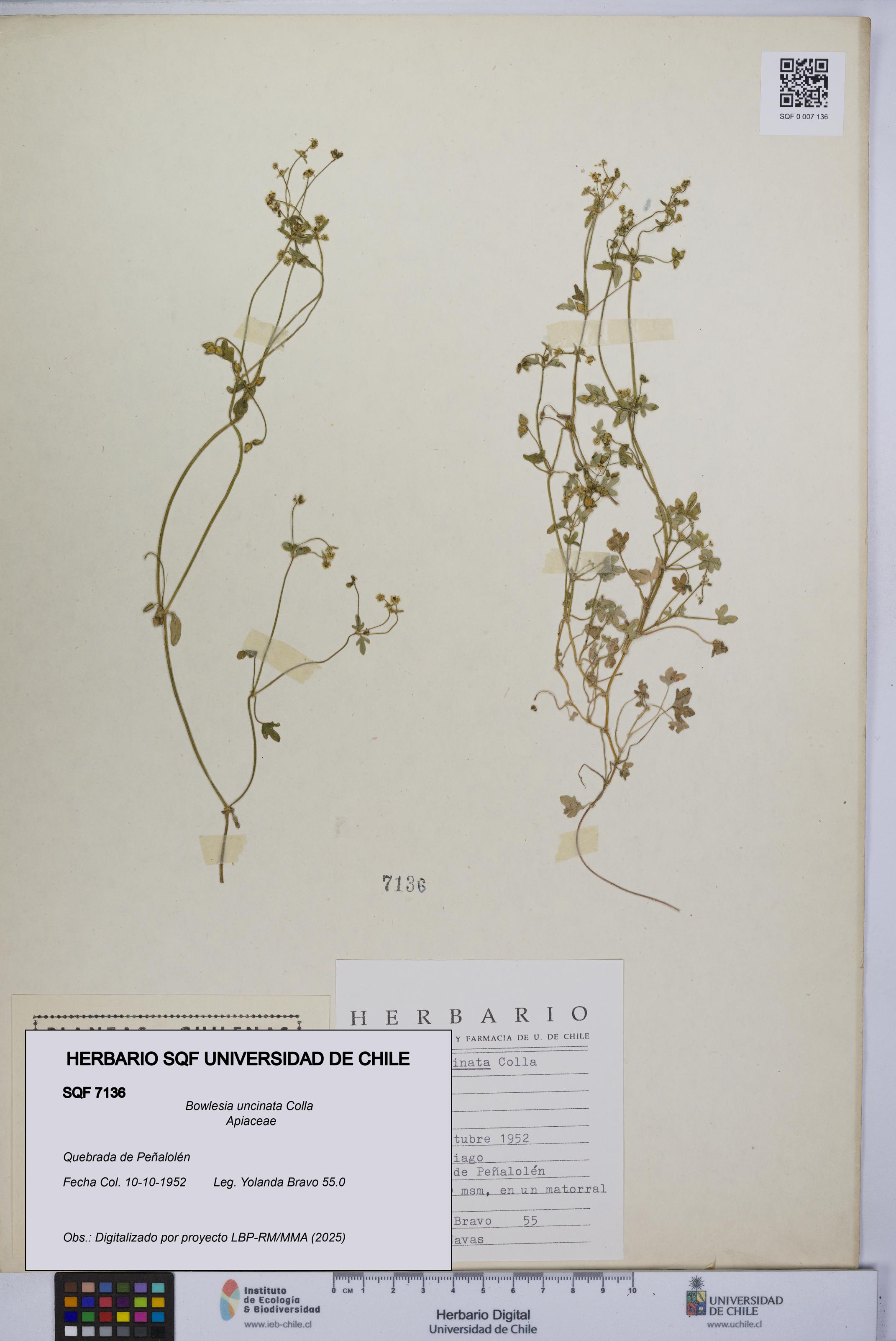 Bowlesia uncinata [Espécimen: UCH:SQF:0007136]