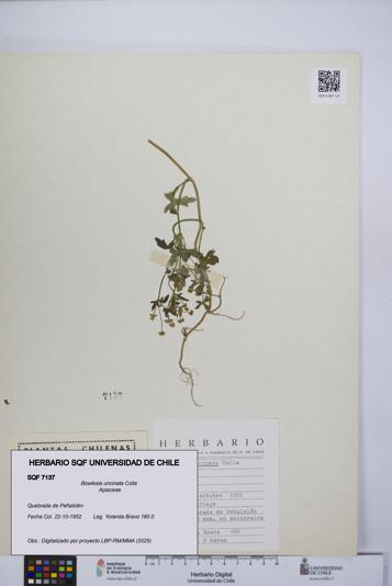 Bowlesia uncinata [Espécimen: UCH:SQF:0007137]