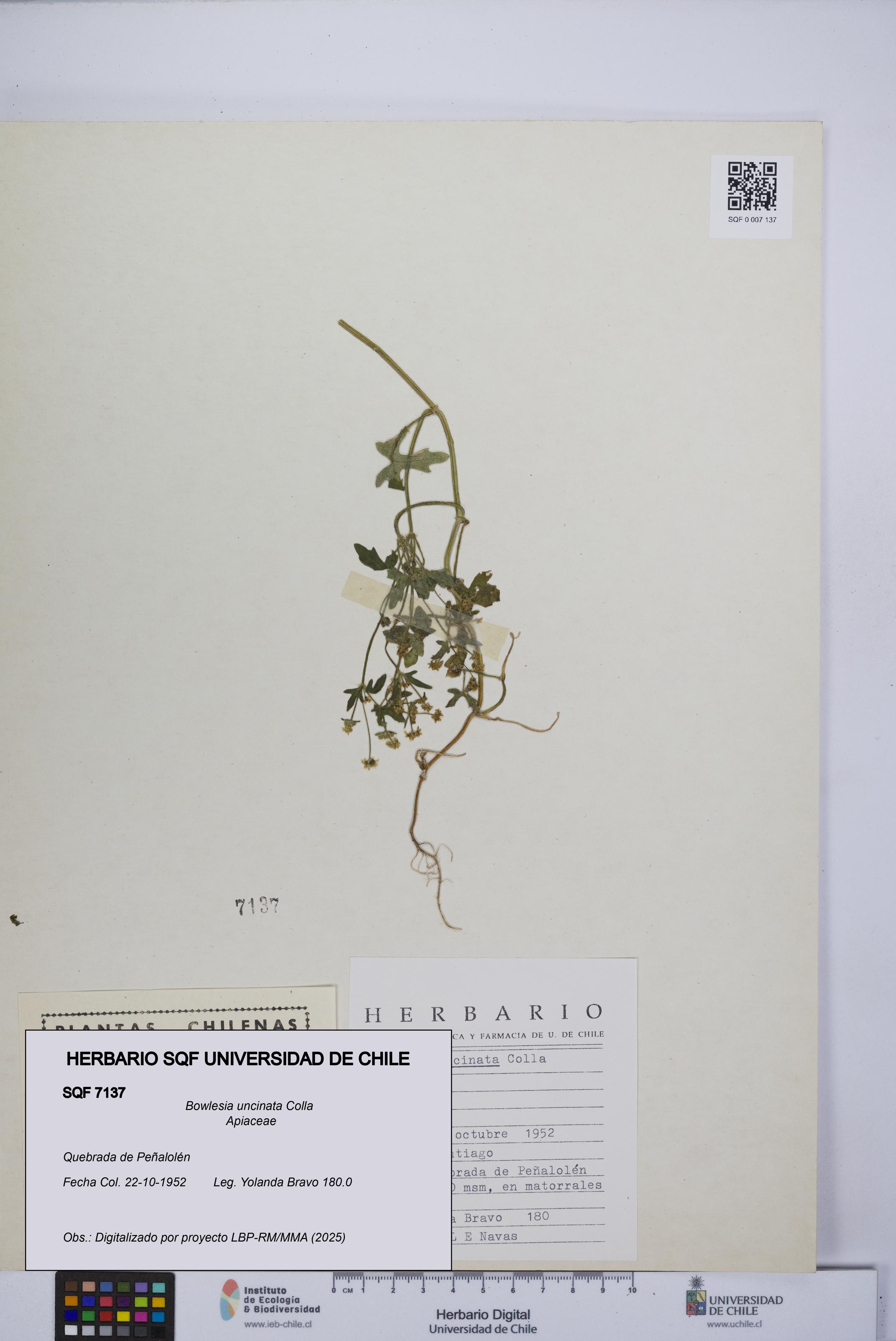 Bowlesia uncinata [Espécimen: UCH:SQF:0007137]