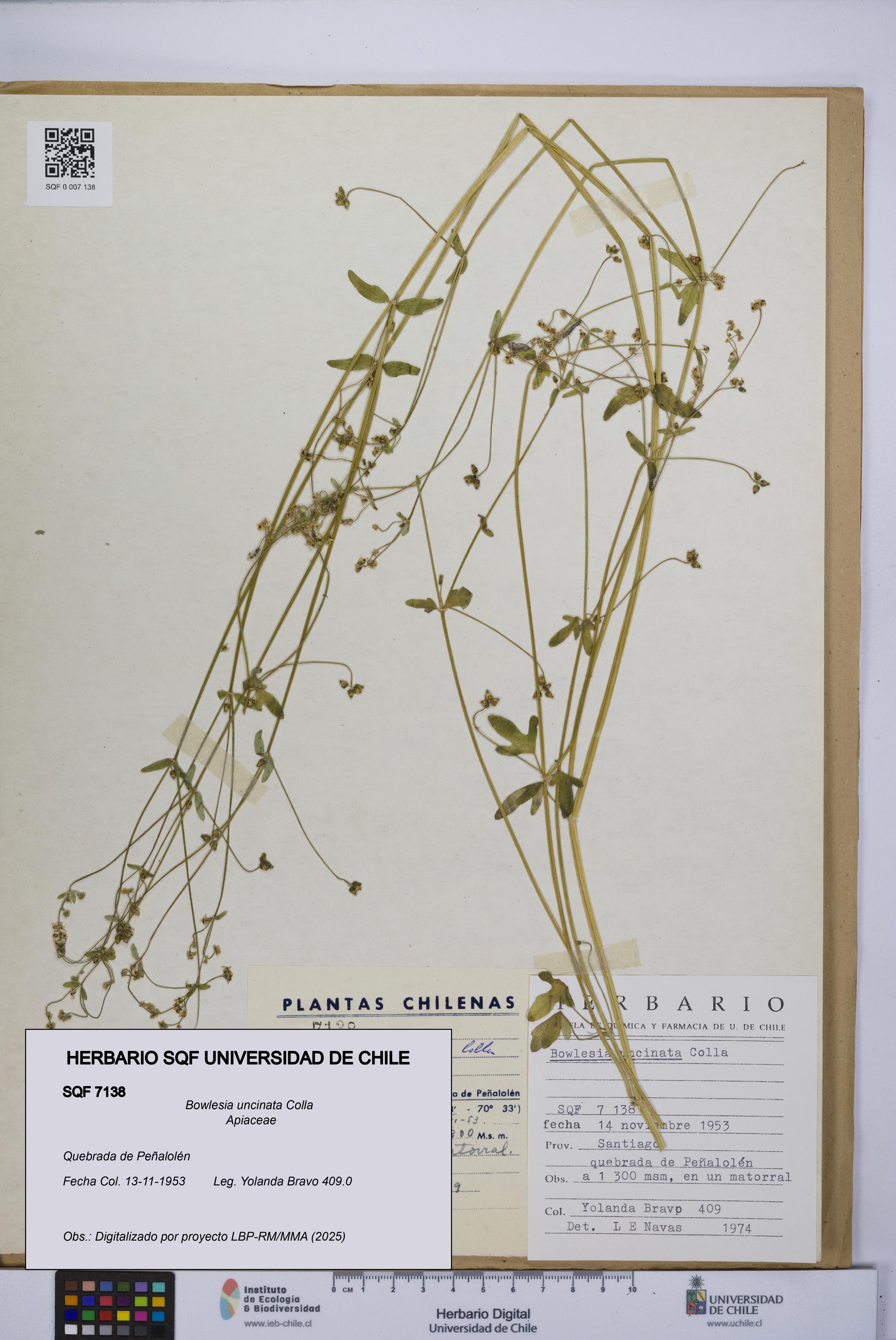 Bowlesia uncinata [Espécimen: UCH:SQF:0007138]