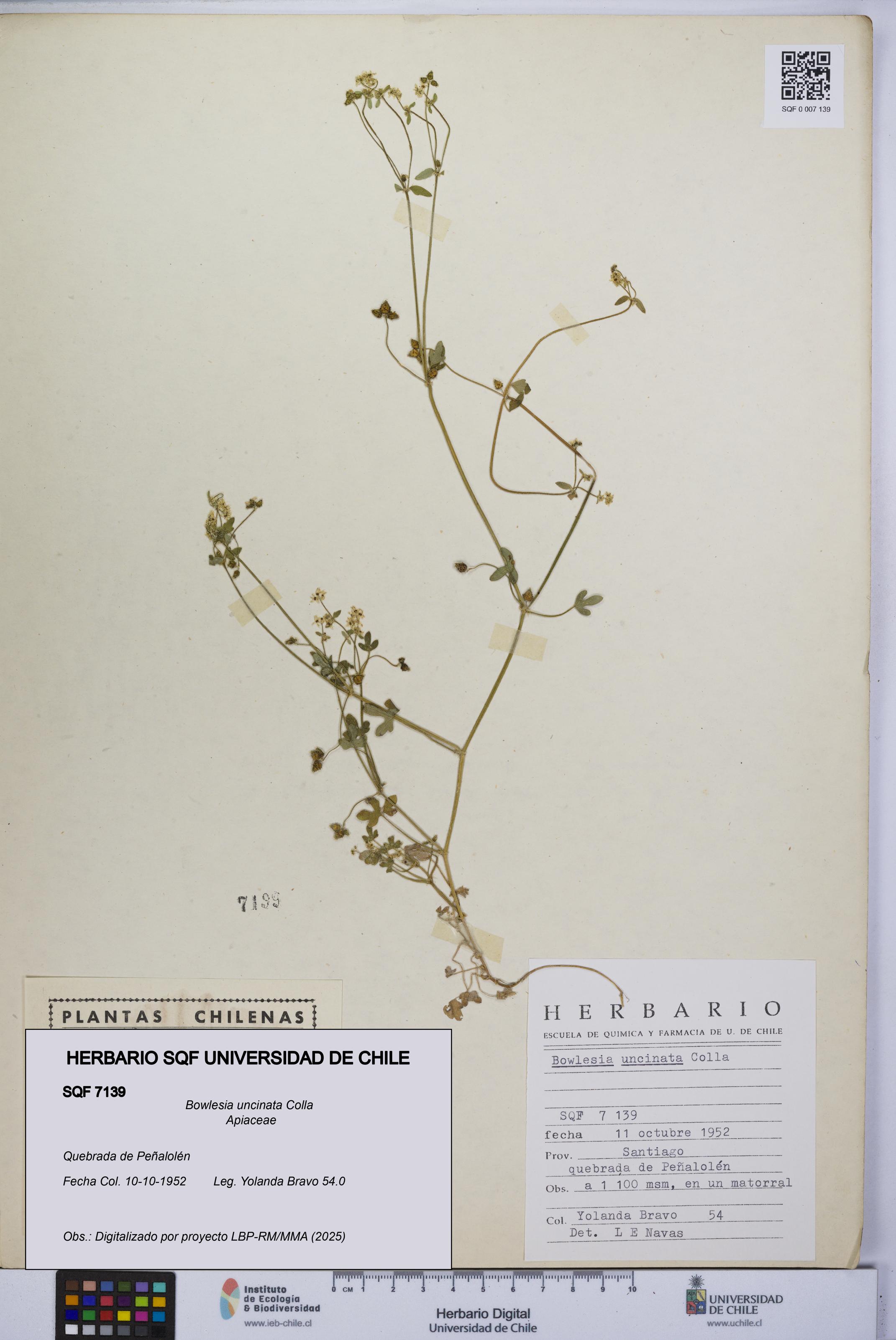 Bowlesia uncinata [Espécimen: UCH:SQF:0007139]