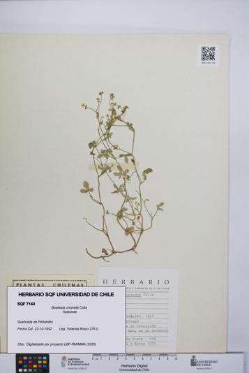 Bowlesia uncinata [Espécimen: UCH:SQF:0007140]