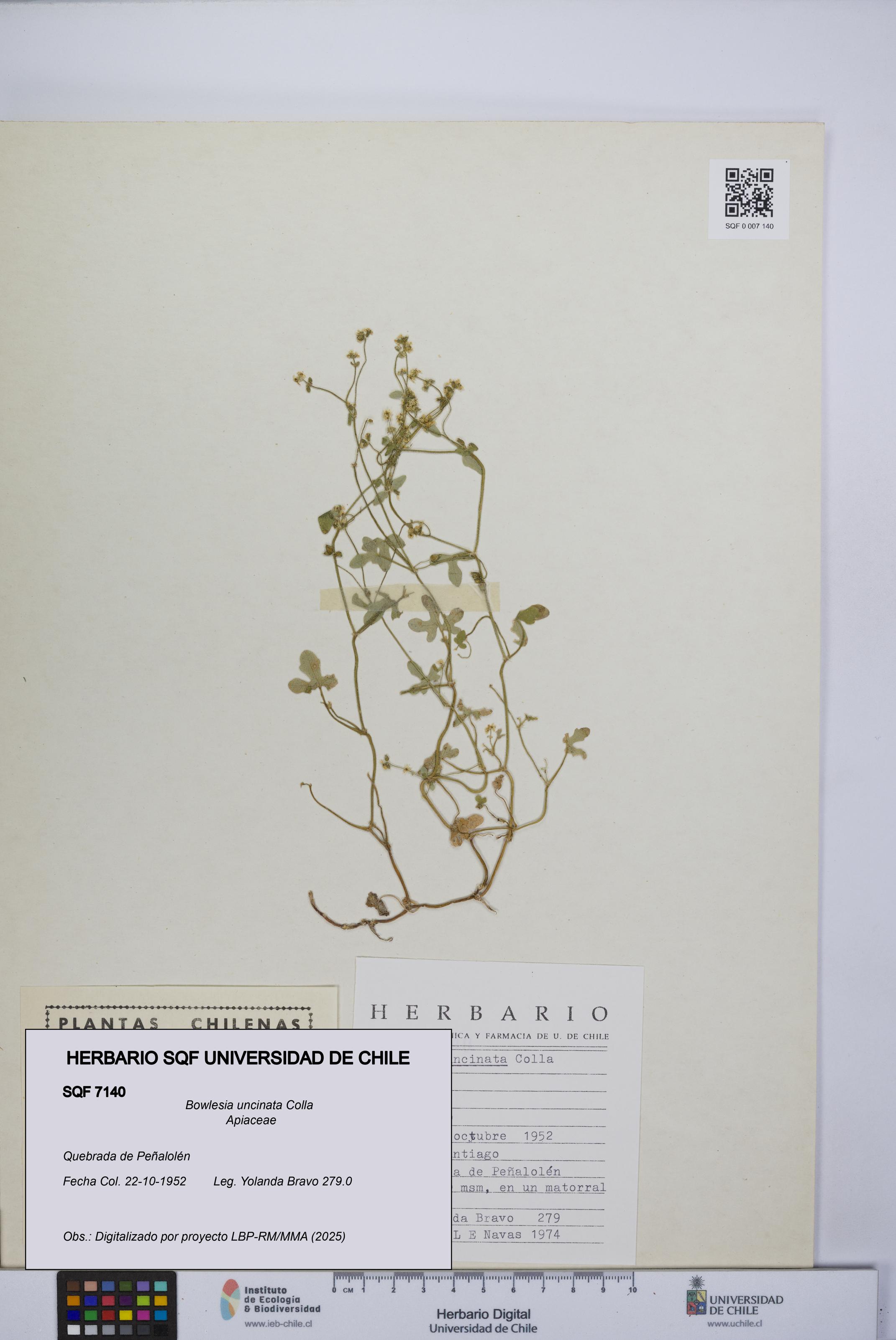 Bowlesia uncinata [Espécimen: UCH:SQF:0007140]