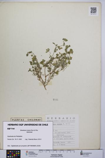 Bowlesia incana [Espécimen: UCH:SQF:0007141]