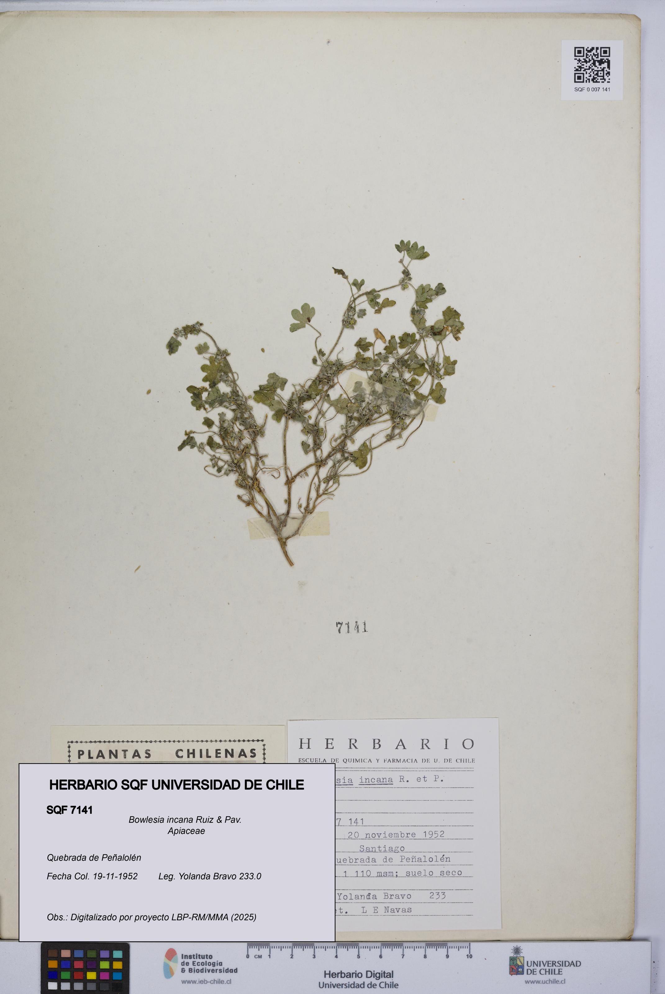 Bowlesia incana [Espécimen: UCH:SQF:0007141]