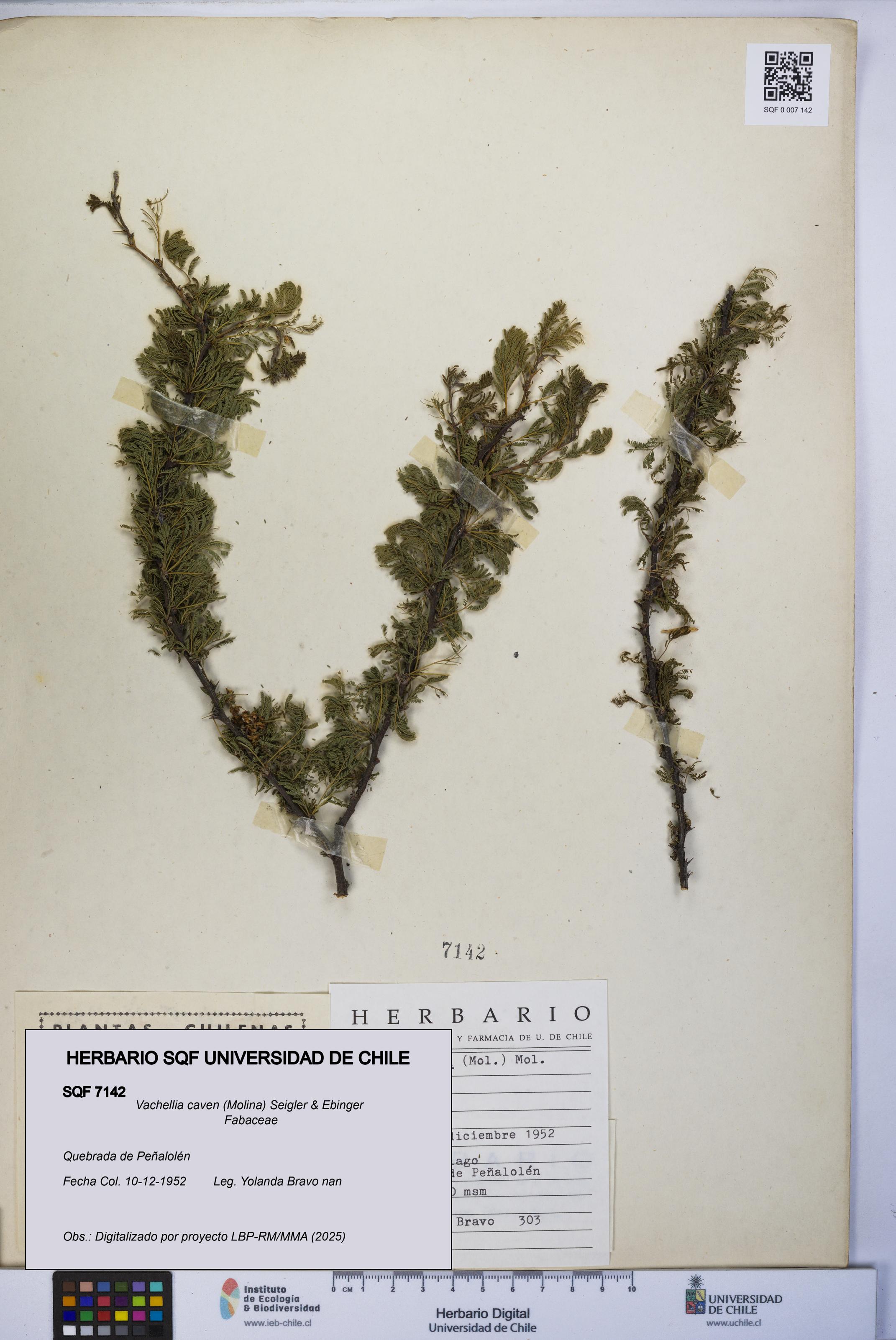 Vachellia caven [Espécimen: UCH:SQF:0007142]