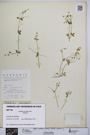 Bowlesia uncinata [Espécimen: UCH:SQF:0007146]