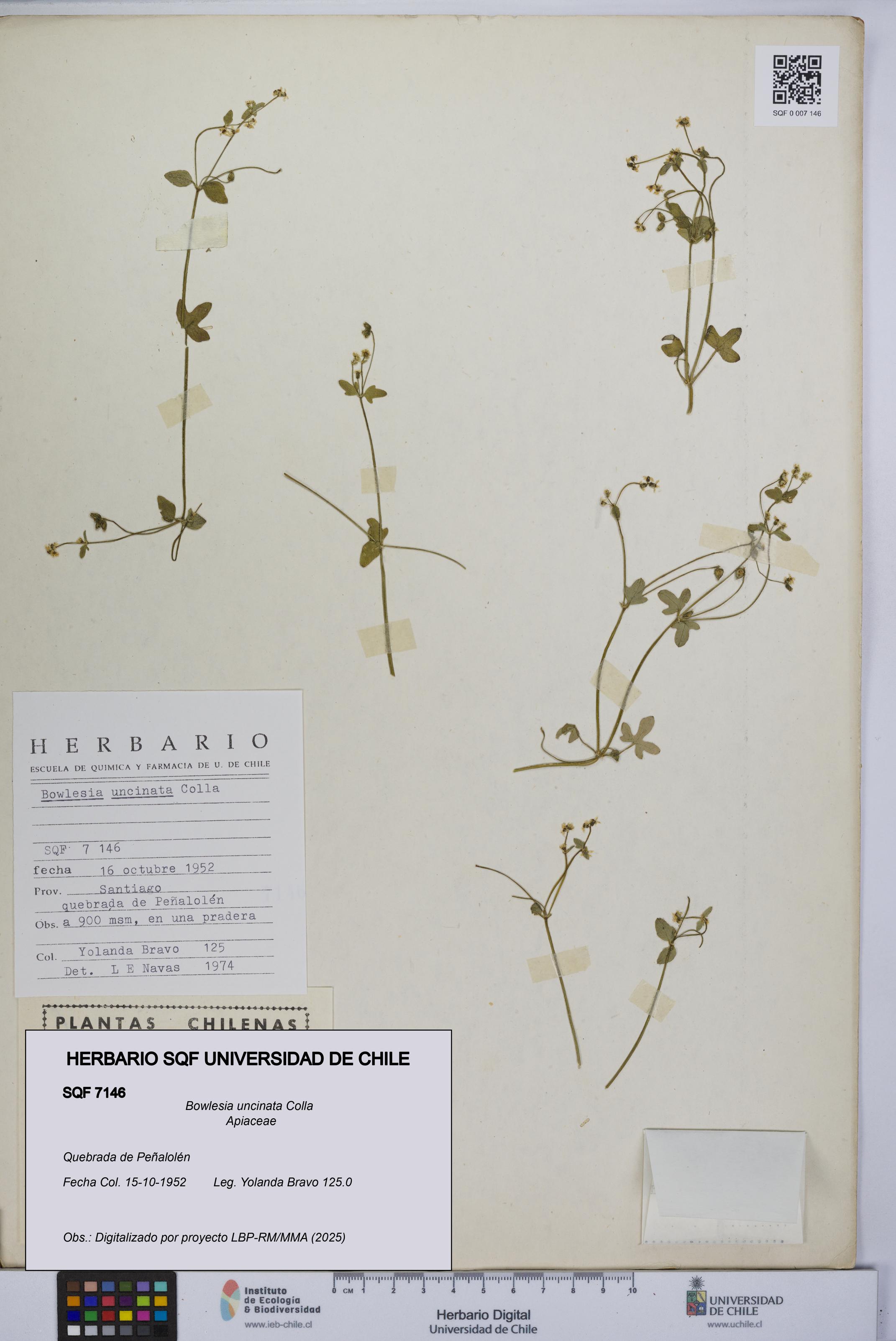 Bowlesia uncinata [Espécimen: UCH:SQF:0007146]