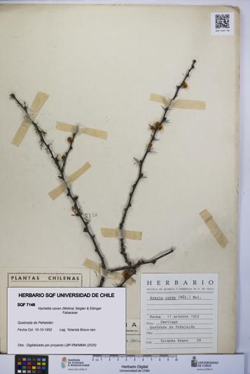 Vachellia caven [Espécimen: UCH:SQF:0007148]