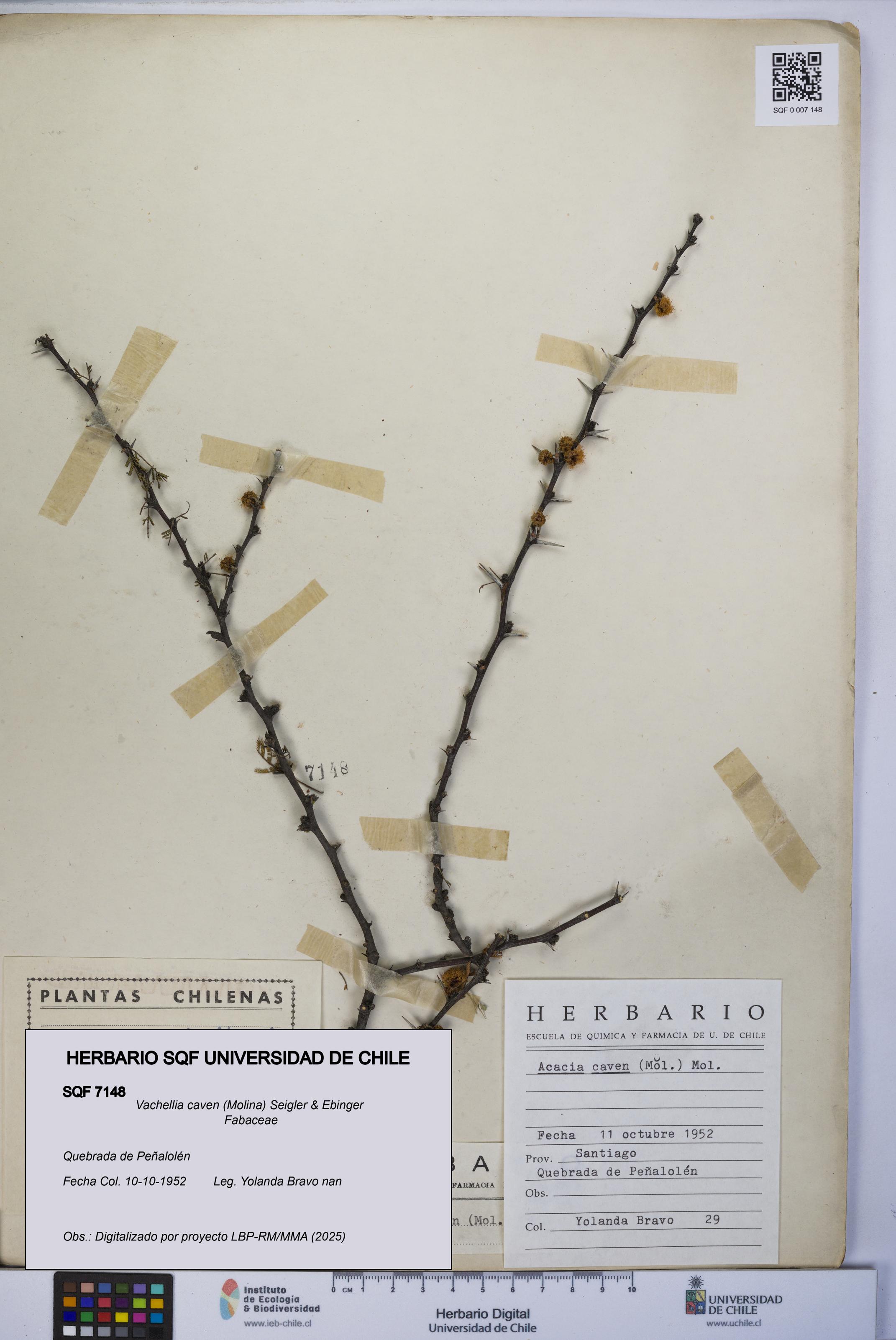Vachellia caven [Espécimen: UCH:SQF:0007148]
