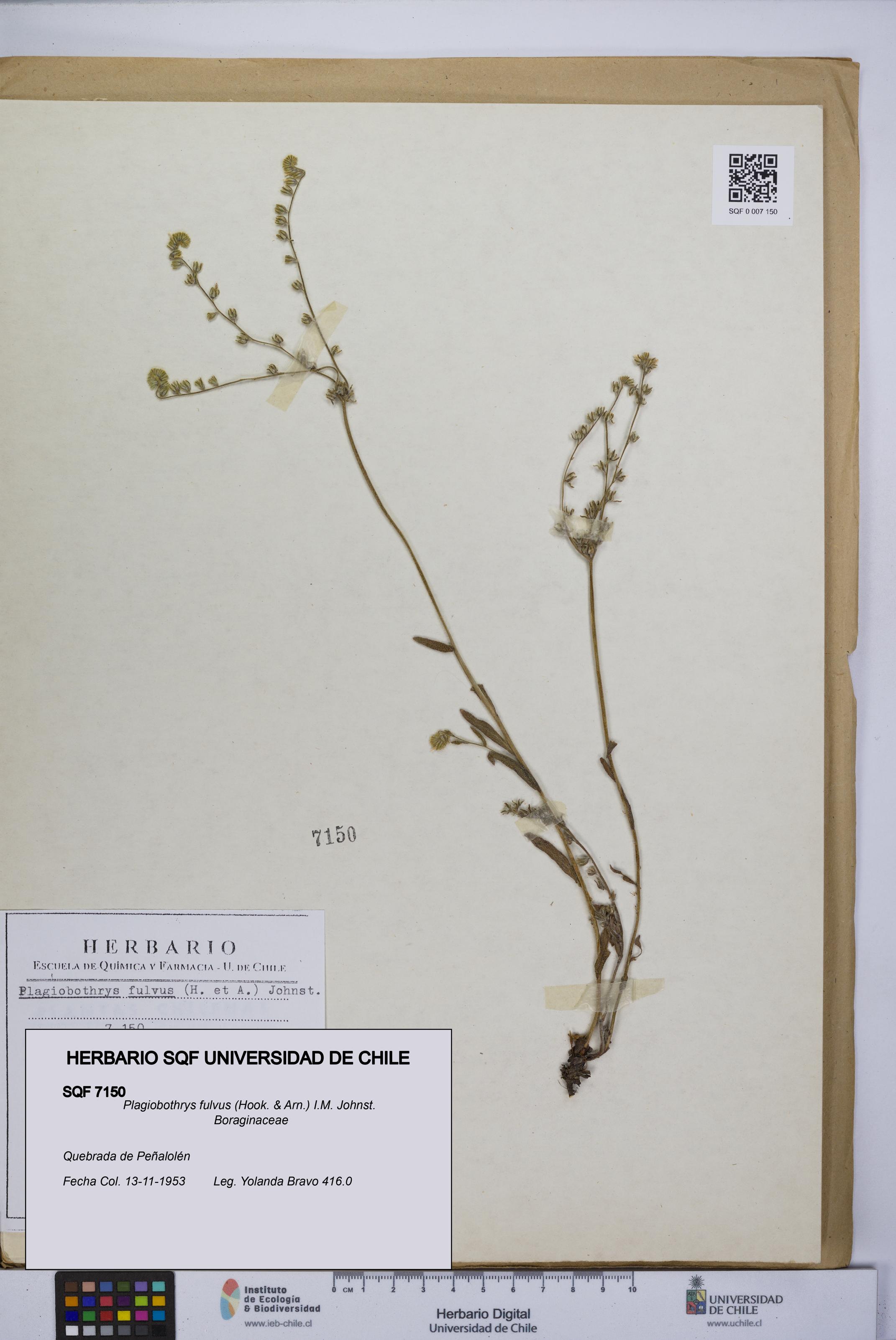 Plagiobothrys fulvus [Espécimen: UCH:SQF:0007150]