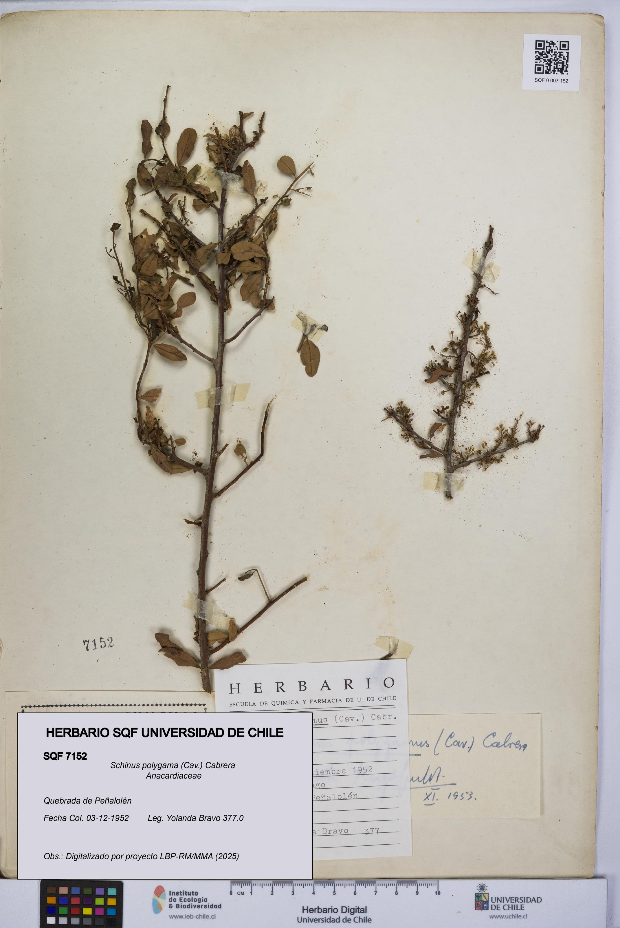 Schinus polygama [Espécimen: UCH:SQF:0007152]