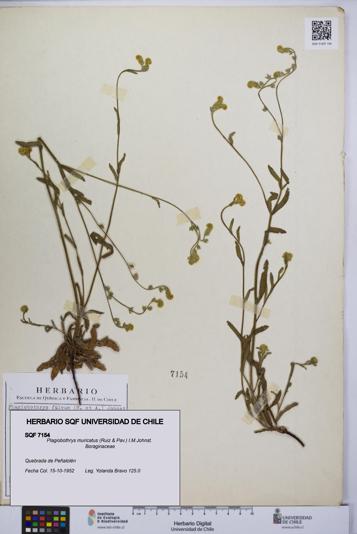 Plagiobothrys muricatus [Espécimen: ]
