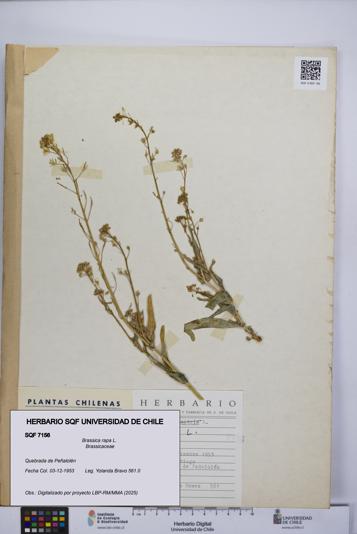 Brassica rapa [Espécimen: UCH:SQF:0007156]