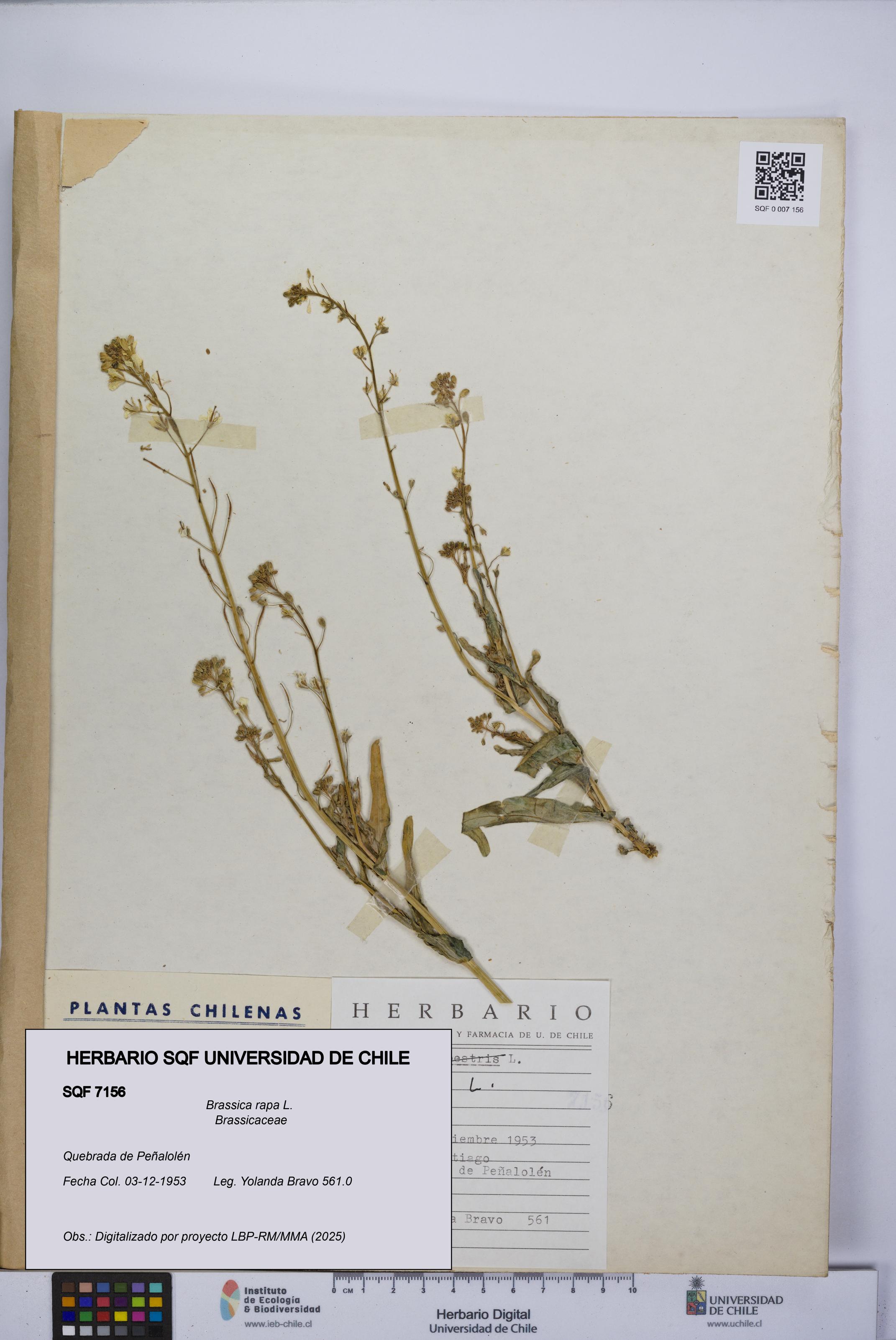 Brassica rapa [Espécimen: UCH:SQF:0007156]