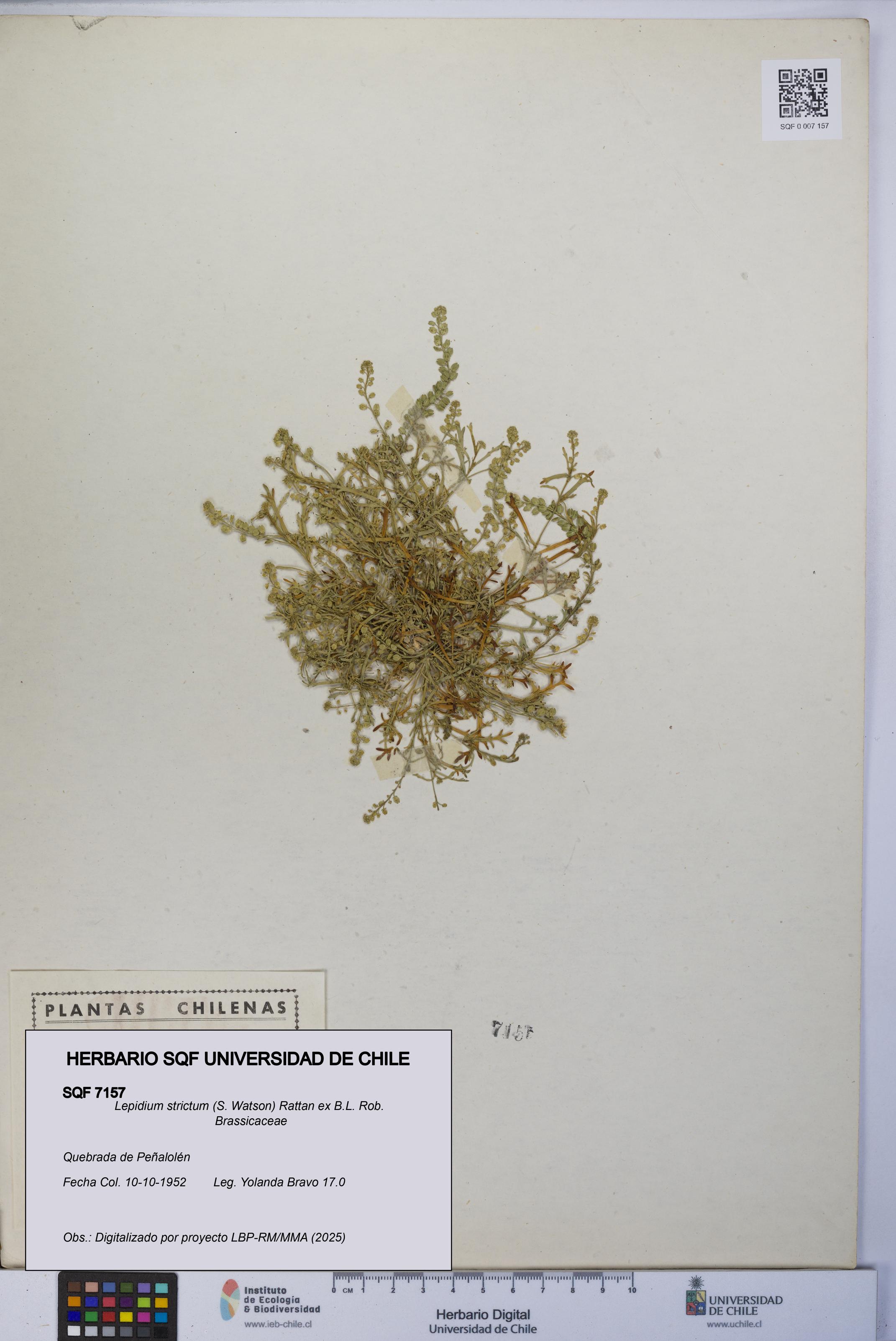 Lepidium strictum [Espécimen: UCH:SQF:0007157]